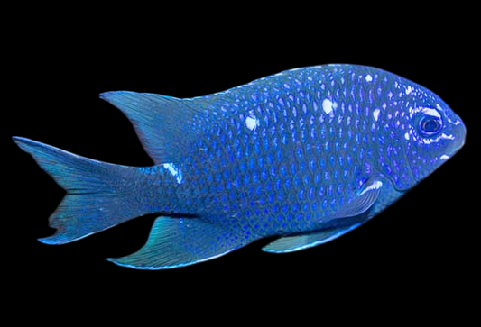 Giant Damselfish