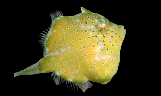 Pygmy Leatherjacket Filefish