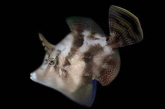 Fan Bellied Leatherjacket Filefish