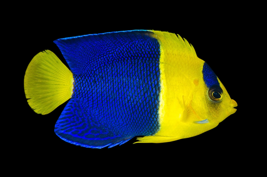 Bicolor Angelfish
