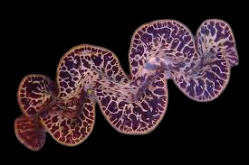 Gold Maxima Clam