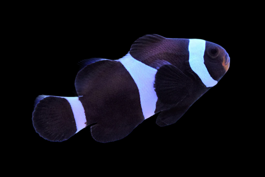 Misbar Black Ocellaris Clownfish