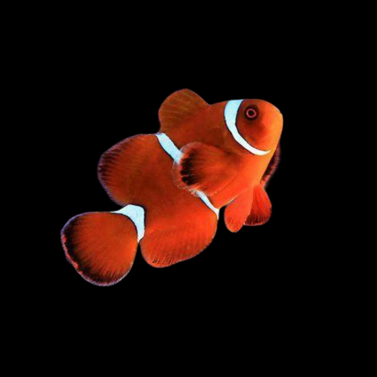 Maroon Clownfish – International Aquatics