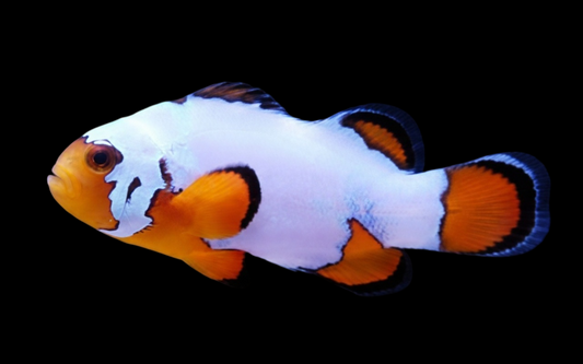 Snowflake Ocellaris Clownfish, Ultra