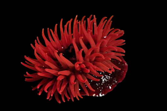 Red Flower Strawberry Anemone