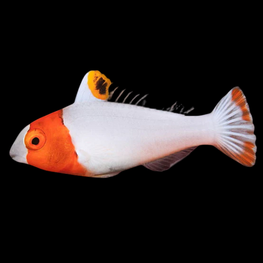 Bicolor Parrotfish