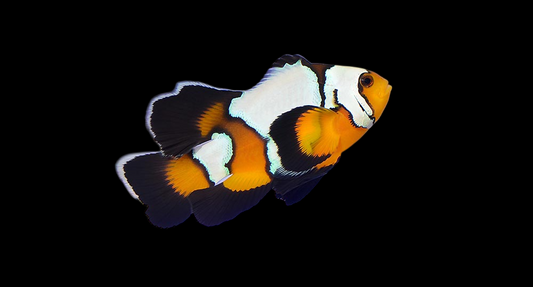 Longfin Black Ice Ocellaris Clownfish