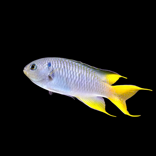 Coral Demoiselle Damselfish