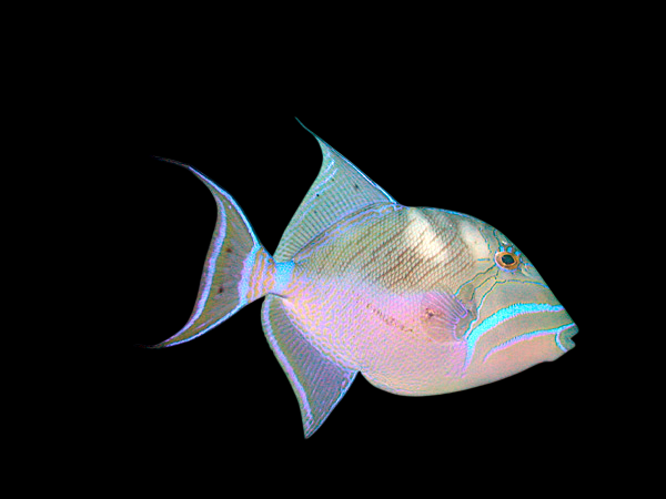 Queen Triggerfish