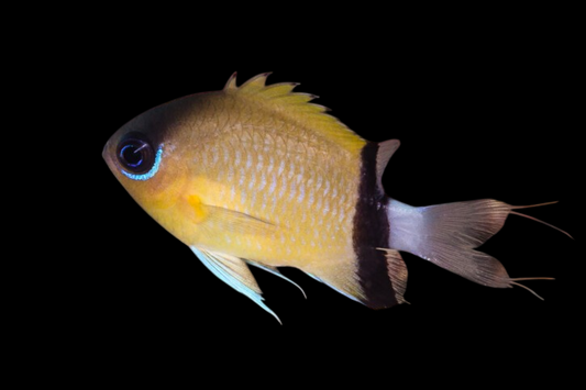 Black Bar Chromis