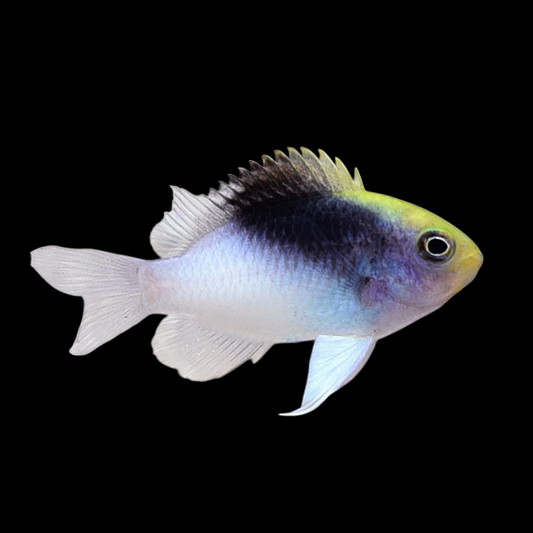 Black Cap Damselfish