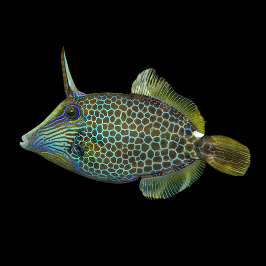 Honeycomb Filefish
