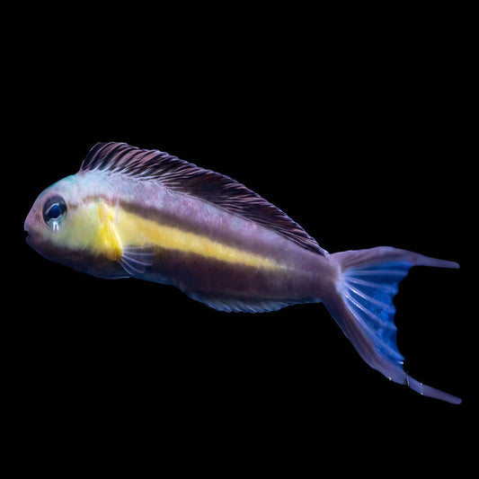 Bundoon Blenny