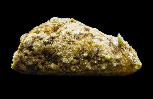Sea Hare