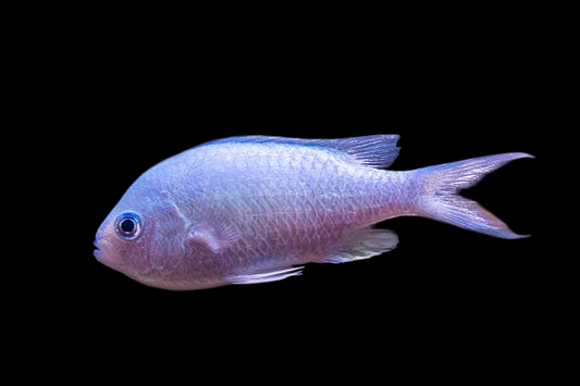 Oval Chromis