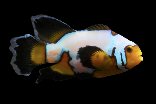 Longfin Flurry Ocellaris Clownfish