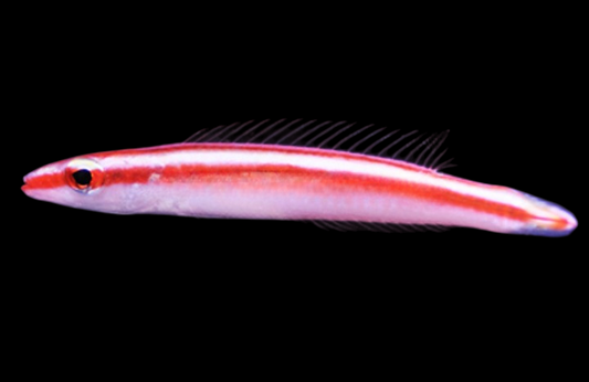 White Striped Hogfish