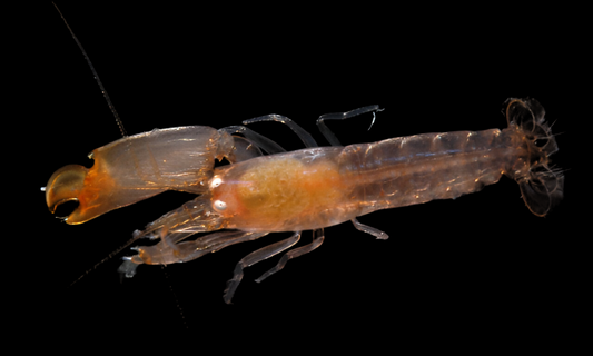 Pistol Snapping Shrimp