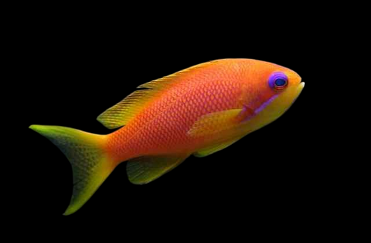 Orangebar Anthias