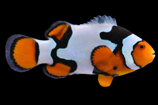 Caramel Gladiator/DaVinci Ocellaris Clownfish