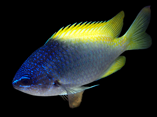 Limbaugh's Chromis