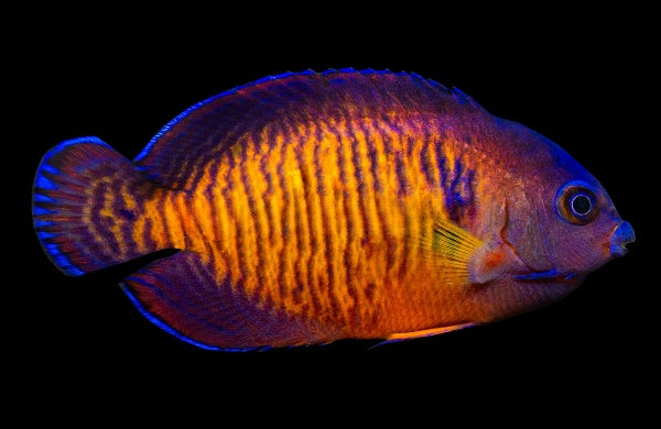 Tiger Tail Coral Beauty Angelfish
