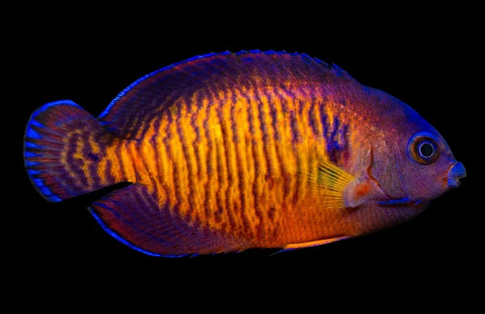 Tiger Tail Coral Beauty Angelfish