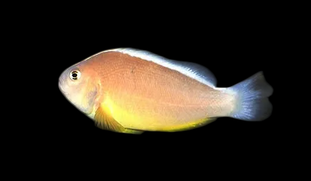 Skunk Clownfish