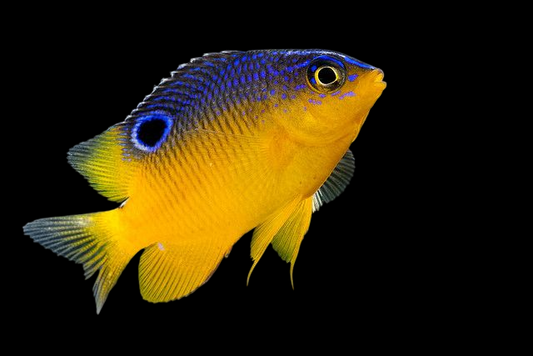 Beau Gregory Damselfish