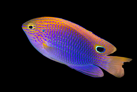 Ocellate Damselfish