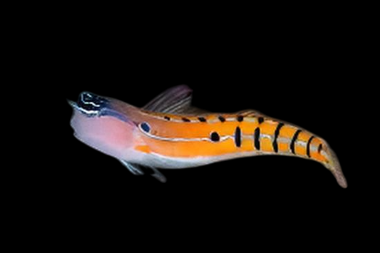 Fourline Combtooth Blenny