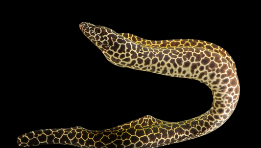 Honeycomb Eel