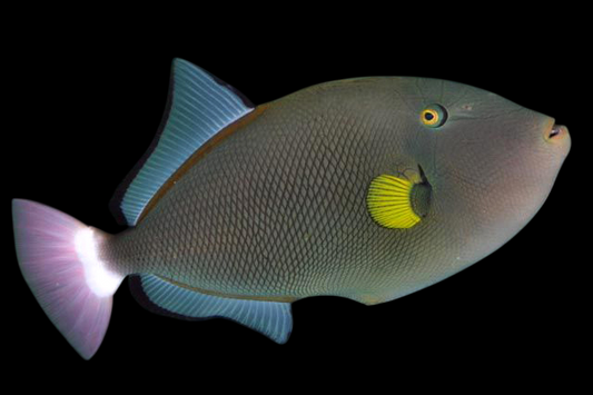 Pinktail Triggerfish