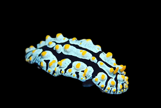 Varicose Wart
