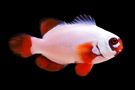 Gold Nugget Maroon Clownfish