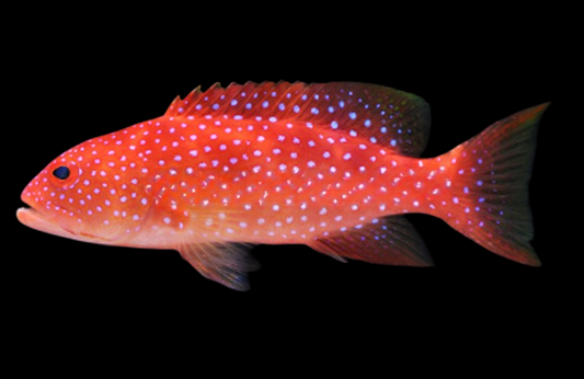 White Edged Lyretail Grouper