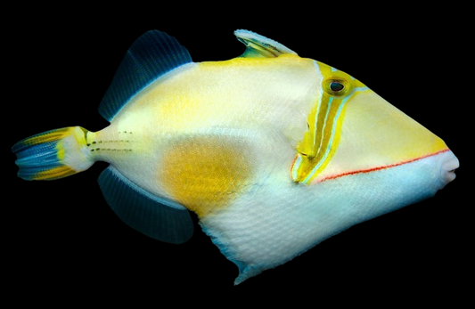 Bursa Triggerfish