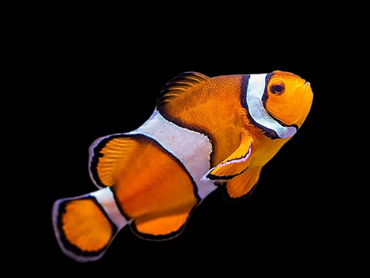 Ocellaris Clownfish