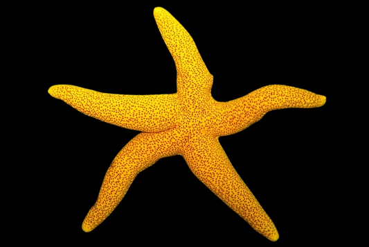 Red Spot Yellow Sea Star