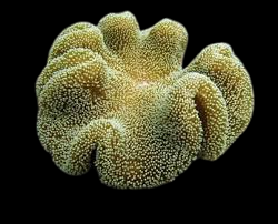 Orange Yellow Tip Carpet Anemone