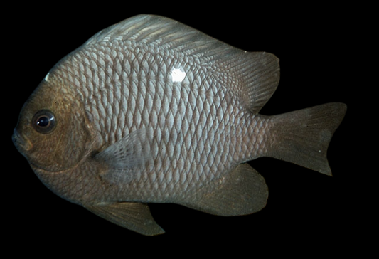 Black Spot Damselfish