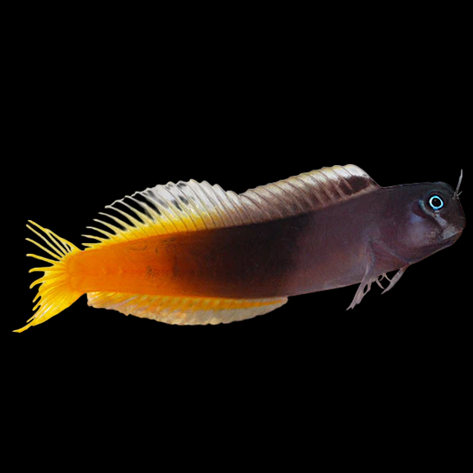 Flametail Blenny