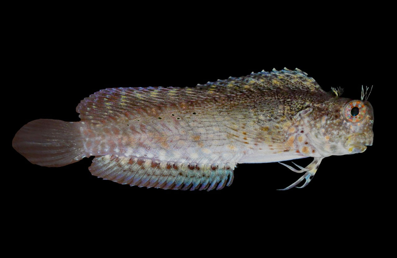 Patzner's Sailfin Blenny