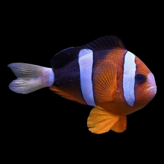 Madagascar Clownfish