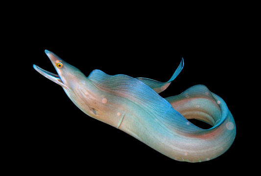 Purplemouth Moray Eel