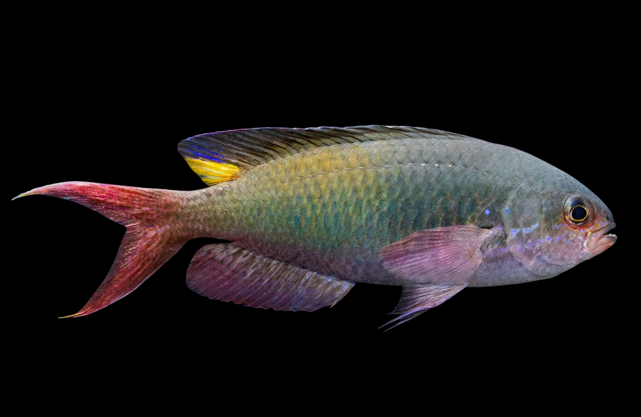 Fusilier Damselfish