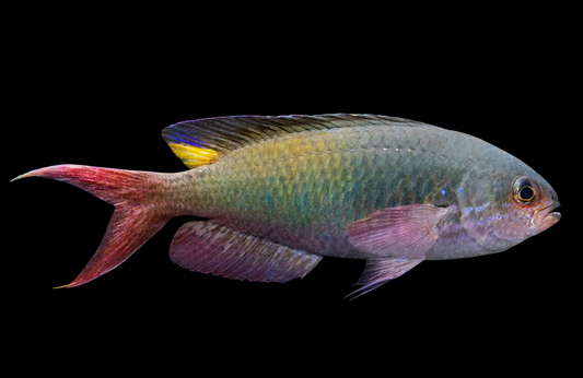 Fusilier Damselfish