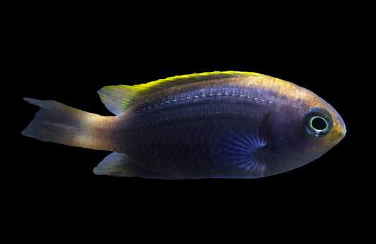 Blue Devil Yellowfin Damselfish
