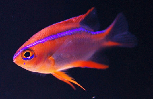 Cross Damselfish