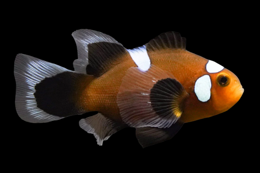 Longfin Midnight Lightning Ocellaris Clownfish